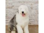 Old English Sheepdog Puppy for sale in Farley, IA, USA