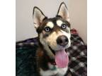 Adopt Pandi Paws a Siberian Husky