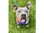 Adopt Metro a Pit Bull Terrier, Mixed Breed