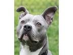 Adopt Metro a Pit Bull Terrier, Mixed Breed