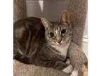 Adopt Lake (LE) a Domestic Short Hair