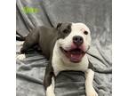 Adopt Adora a Pit Bull Terrier