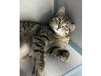 Adopt Jilly a Domestic Short Hair