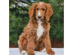 Goldendoodle Puppy for sale in Sugarcreek, OH, USA