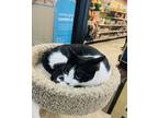 Adopt Chance a Domestic Short Hair