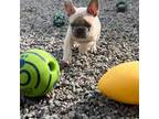 French Bulldog Puppy for sale in Norwood, NC, USA