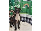 Adopt Miley / 51396593 a Pit Bull Terrier