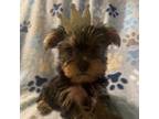 Yorkshire Terrier Puppy for sale in Dunnellon, FL, USA