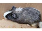 Adopt Plum Pudding a Guinea Pig