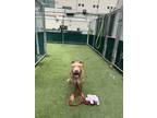 Adopt Starfire a Mixed Breed