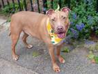Adopt Starfire a Mixed Breed