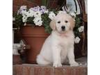 Golden Retriever Puppy for sale in Godwin, NC, USA