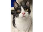 Adopt Willow a American Shorthair