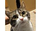 Adopt Brie a Domestic Short Hair