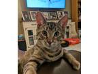 Adopt Lola a Domestic Short Hair