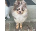 Pomeranian Puppy for sale in Newport News, VA, USA