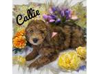 Mutt Puppy for sale in Reeds Spring, MO, USA