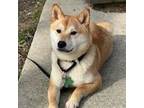 Adopt Zoya a Shiba Inu