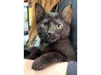 Adopt OLIVE a Domestic Short Hair