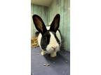 Adopt Leia a Bunny Rabbit