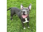 Adopt Betty a Pit Bull Terrier, Mixed Breed