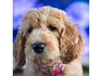 Goldendoodle Puppy for sale in Denham Springs, LA, USA