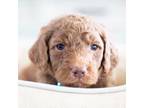 Goldendoodle Puppy for sale in Denham Springs, LA, USA