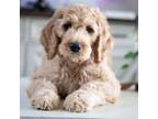 Goldendoodle Puppy for sale in Denham Springs, LA, USA