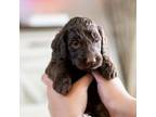 Goldendoodle Puppy for sale in Denham Springs, LA, USA