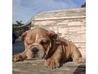 Bulldog Puppy for sale in Tampa, FL, USA