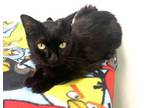 Adopt Megan a Domestic Short Hair