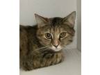 Adopt Thelma a Tabby