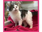 Adopt Cora a Tabby, Domestic Short Hair