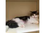 Adopt Monica a Domestic Medium Hair