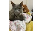 Adopt Kitty a Domestic Short Hair