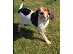 Adopt Vixey Yrly 79 a Treeing Walker Coonhound