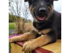 German Shepherd Dog Puppy for sale in Madison, VA, USA