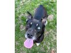 Adopt Tiptoe 424720 FosterHomeSweetPlayfulHousebrokenGirl a Australian Cattle