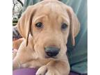 Labrador Retriever Puppy for sale in Greenville, OH, USA