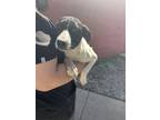 Adopt Winnie a German Shorthaired Pointer, Mixed Breed