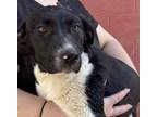 Adopt Laya a German Shorthaired Pointer, Flat-Coated Retriever
