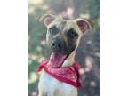 Adopt Abby a Black Mouth Cur, Mixed Breed