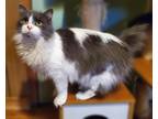 Adopt Willow a Domestic Long Hair
