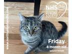 Adopt Friday a Domestic Short Hair