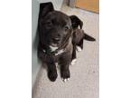 Adopt Sammie a Akita