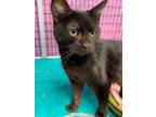 Adopt Alexandra a Domestic Short Hair