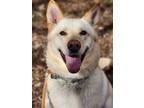 Adopt June a German Shepherd Dog