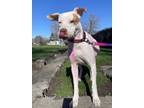 Adopt Peaches a Pit Bull Terrier, Mixed Breed