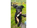 Adopt Daffodil (Daffy) a German Shepherd Dog