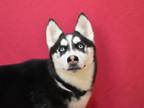 Adopt Miley a Siberian Husky